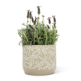 U at Home Dragonfly Deboss Planter