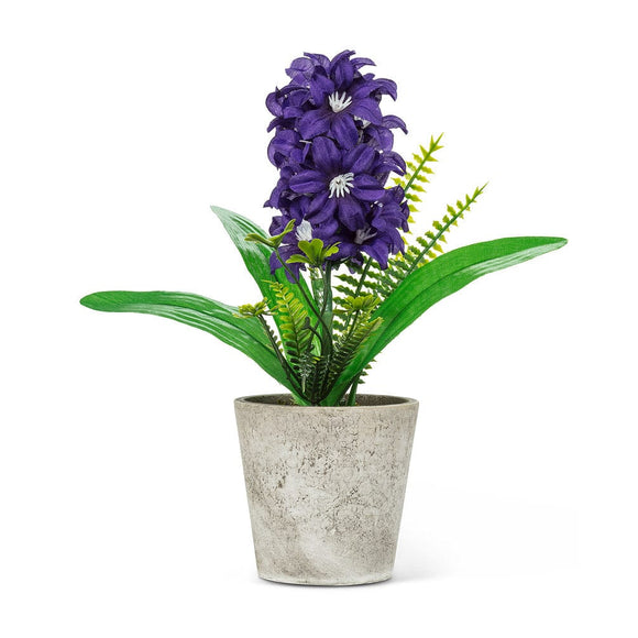 U at Home Hyacinth in Pot